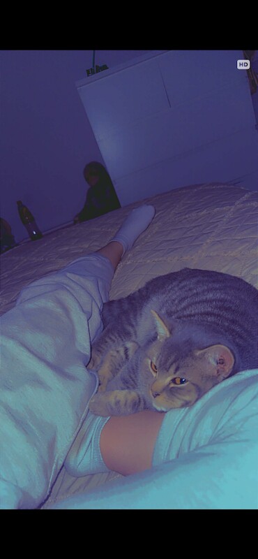 British Shorthair kittens for sale in South Normanton, Derbyshire – 4 months old - Image 5 of 5