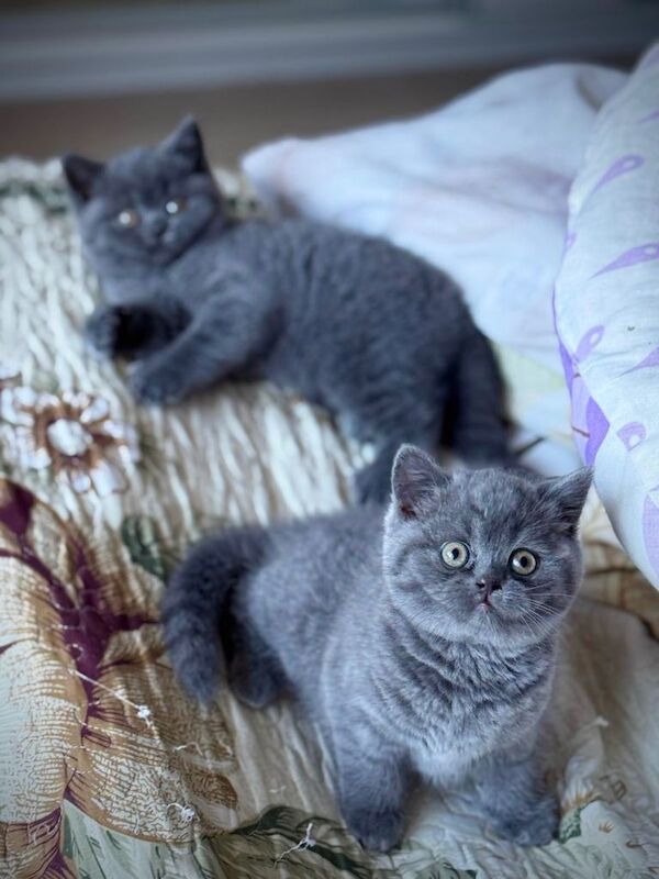 British Shorthair kittens for sale in Loughton, Essex – 7 weeks old