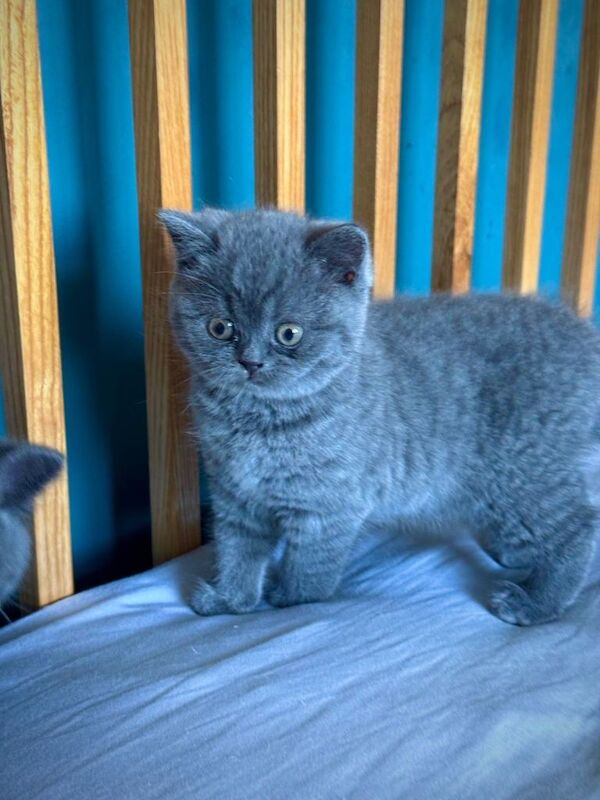 British Shorthair kittens for sale in Loughton, Essex – 12 weeks old - Image 2 of 5