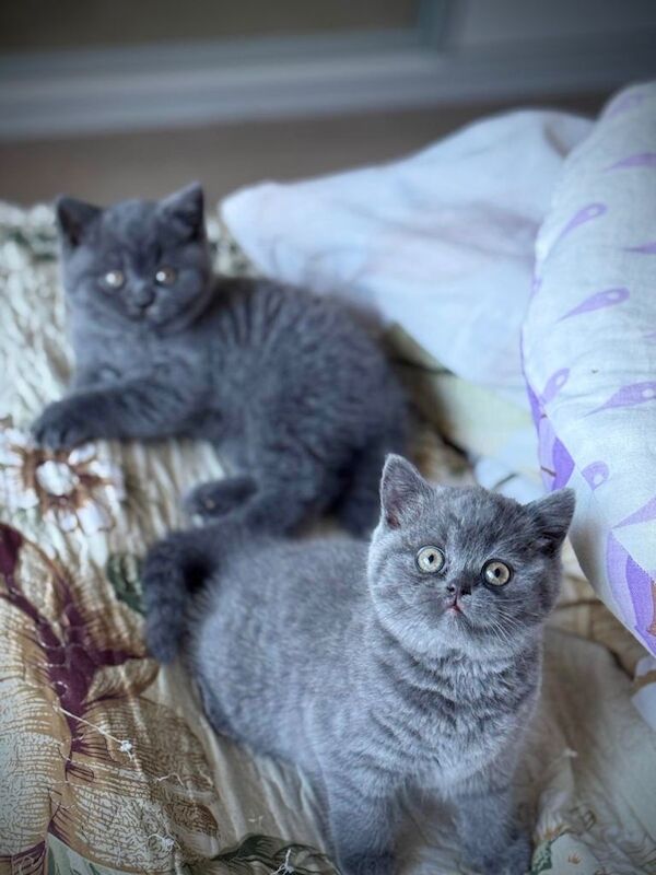 British Shorthair kittens for sale in Loughton, Essex – 12 weeks old - Image 3 of 5
