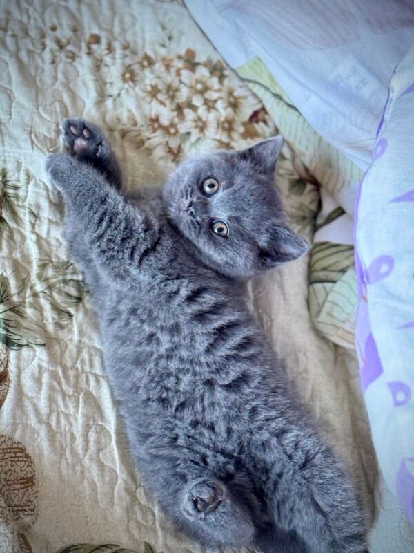 British Shorthair kittens for sale in Loughton, Essex – 12 weeks old - Image 4 of 5