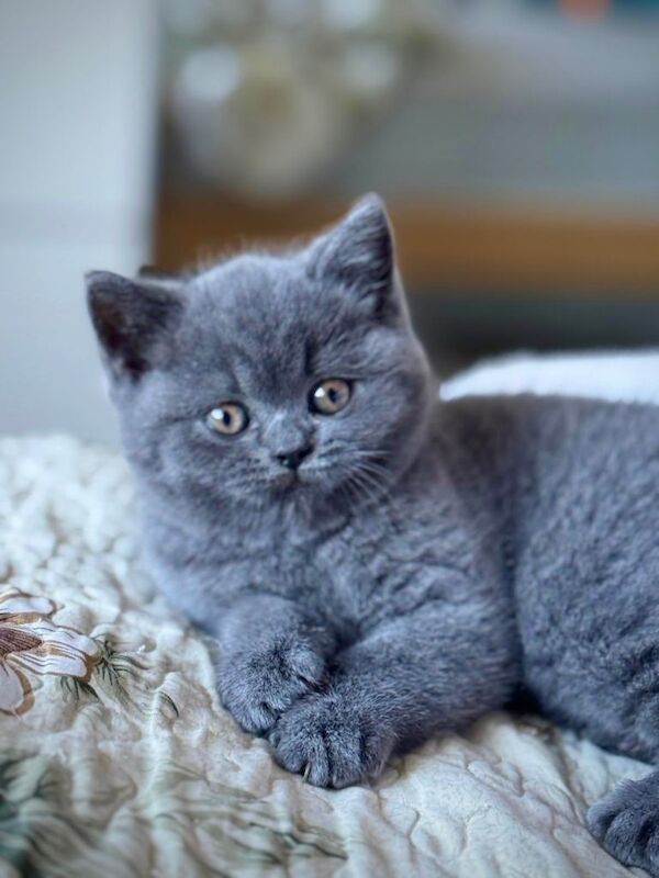 British Shorthair kittens for sale in Loughton, Essex – 12 weeks old - Image 5 of 5