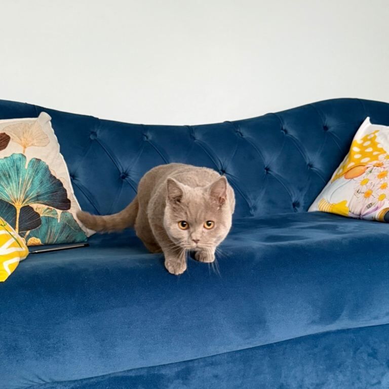 British Shorthair kittens for sale in Oldham, Greater Manchester – 7 months old