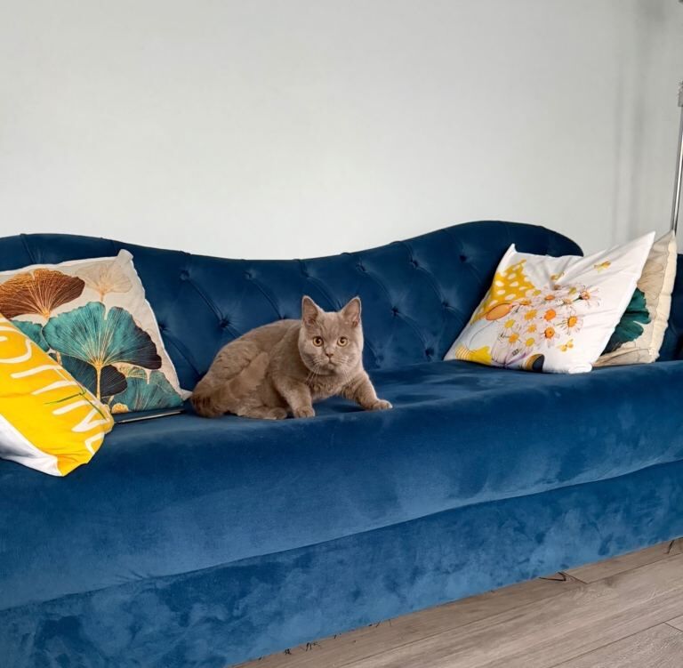 British shorthair - Image 2 of 3