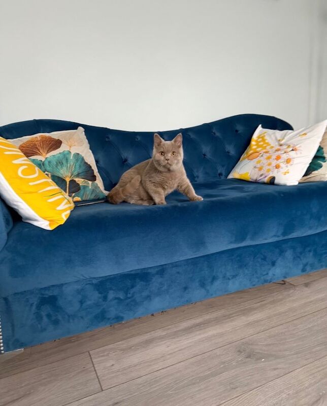 British shorthair - Image 3 of 3