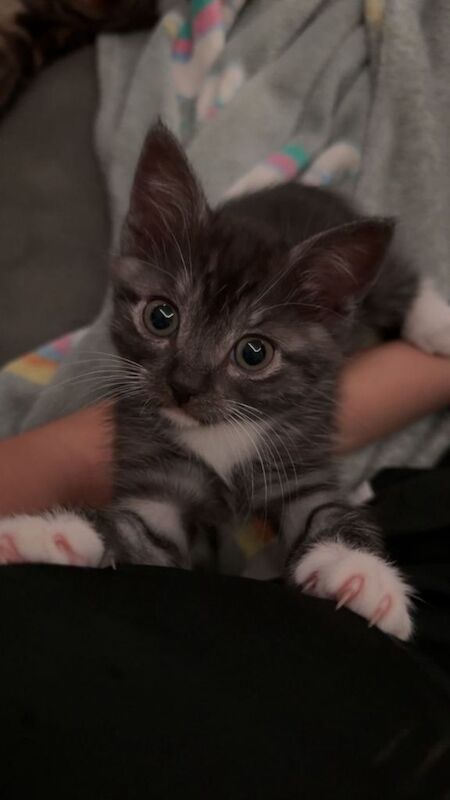 British Shorthair kittens for sale in Barking, London – 8 weeks old
