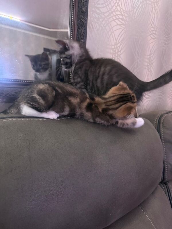 British Shorthair kittens for sale in Barking, London – 9 weeks old - Image 2 of 4
