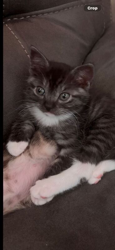 British Shorthair kittens for sale in Barking, London – 9 weeks old - Image 3 of 4