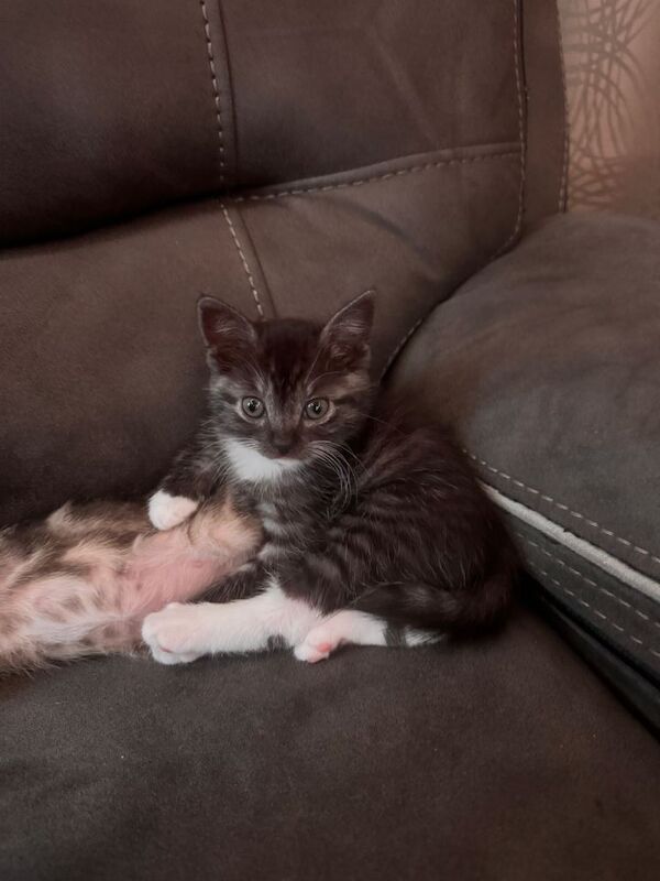 British Shorthair kittens for sale in Barking, London – 9 weeks old - Image 4 of 4