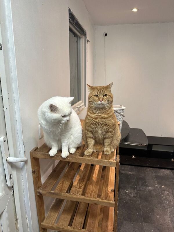 British Shorthair - Image 2 of 6