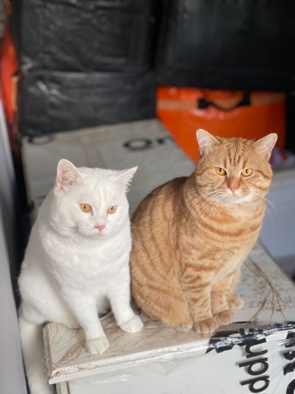 British Shorthair - Image 3 of 6