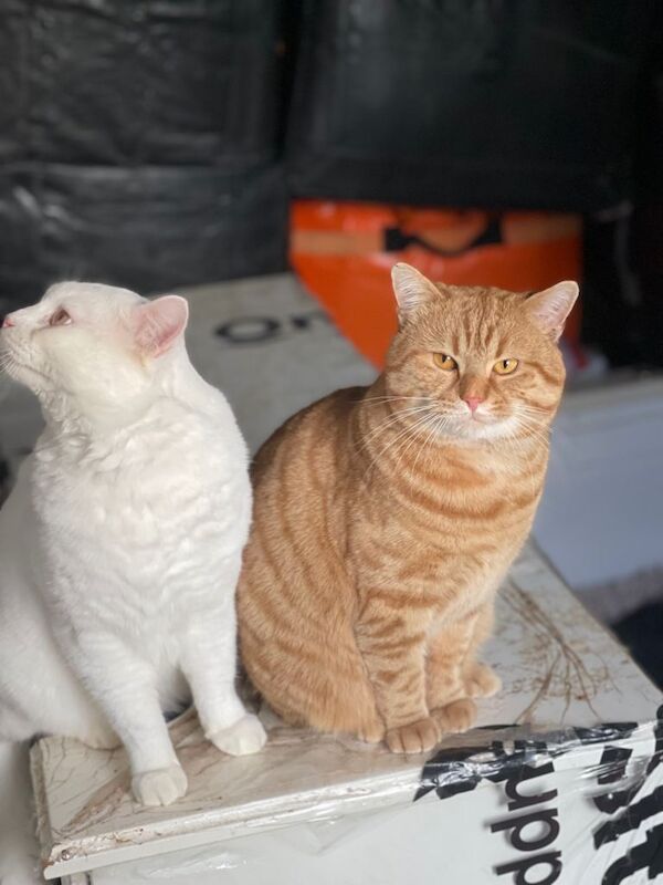 British Shorthair - Image 4 of 6