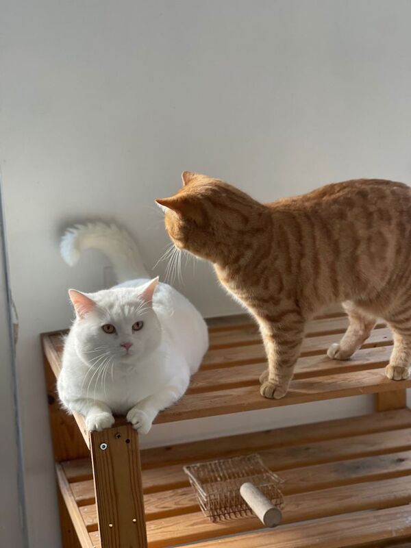 British Shorthair - Image 5 of 6