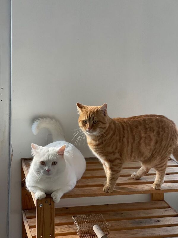 British Shorthair - Image 6 of 6