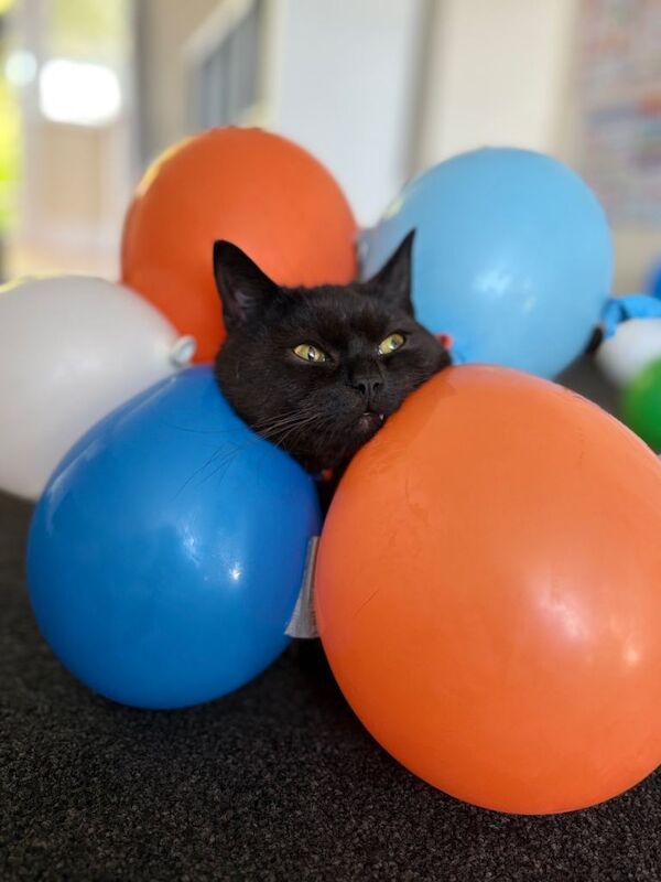 British shorthair - Image 3 of 3