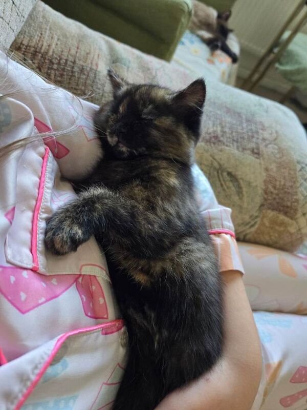 British Shorthair - Image 3 of 3