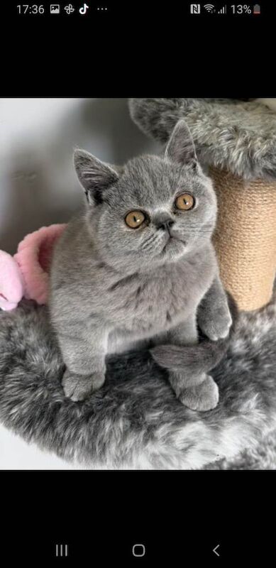 British Shorthair Kittens For Sale