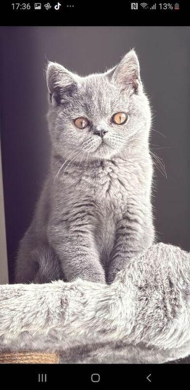 British shorthair - Image 2 of 2