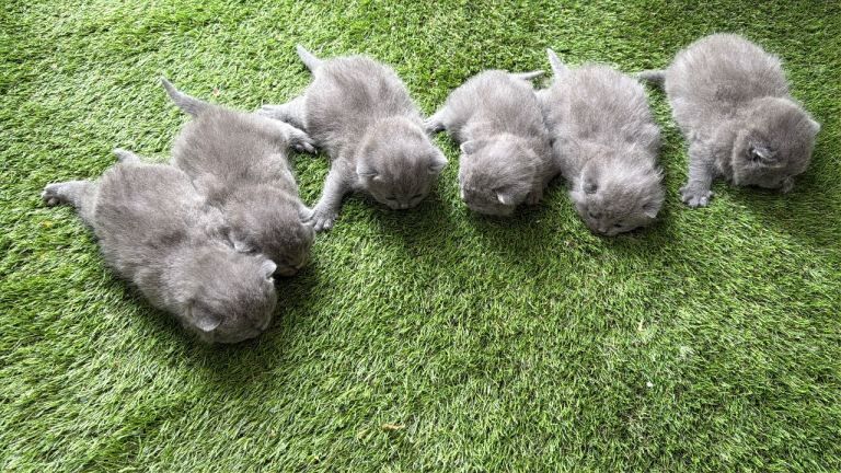 British Shorthair - Image 2 of 4