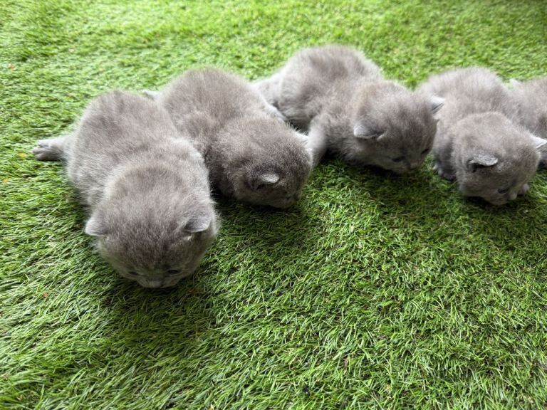 British Shorthair - Image 3 of 4