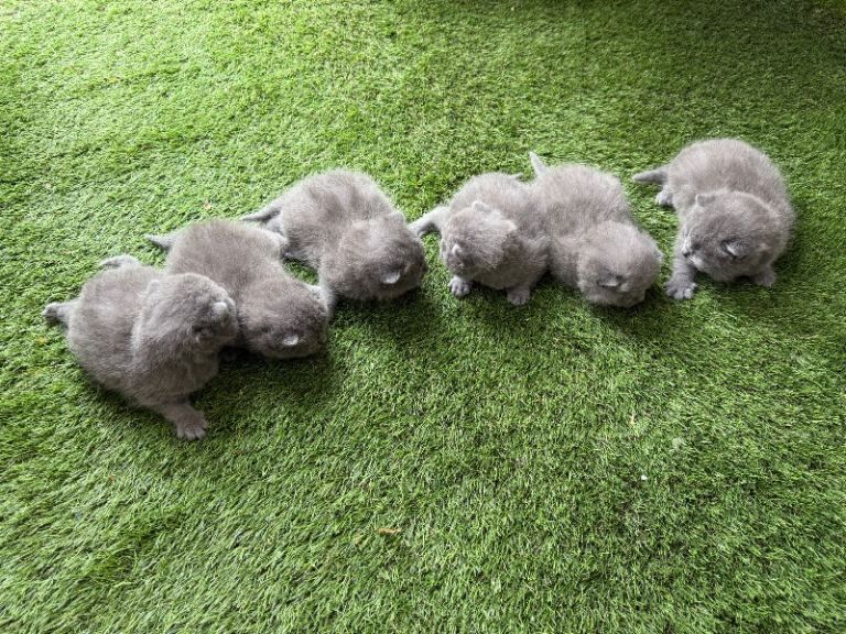 British Shorthair - Image 4 of 4