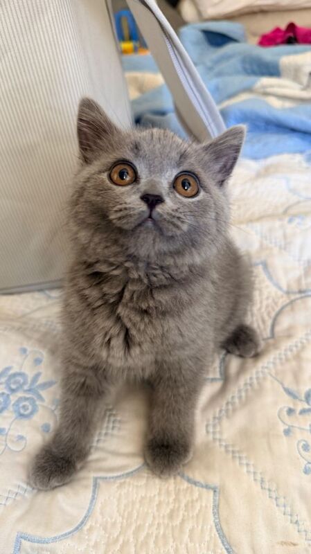 British shorthair
