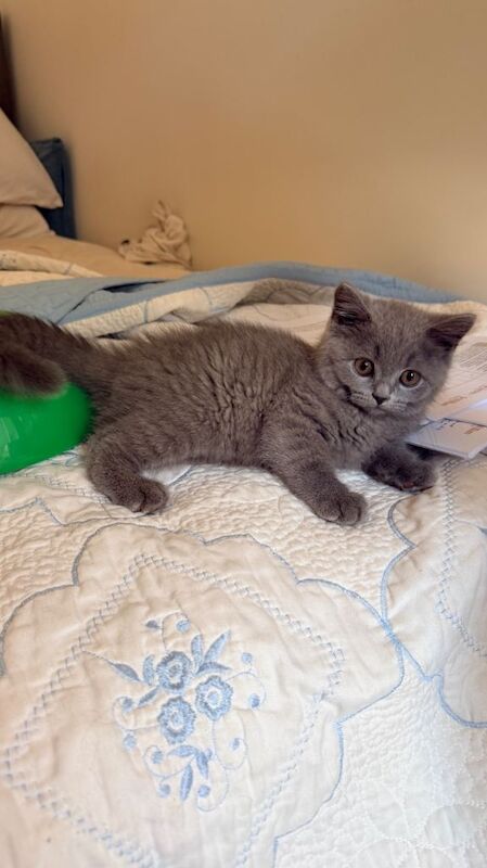 British shorthair - Image 2 of 4