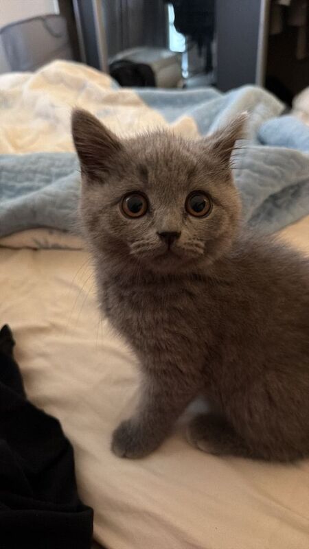British shorthair - Image 3 of 4