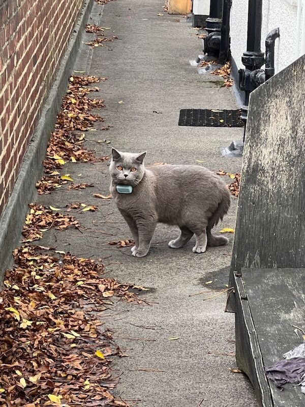British shorthair - Image 4 of 4