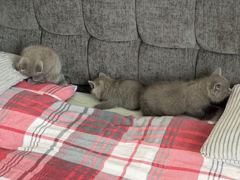 British shorthair - Image 2 of 5