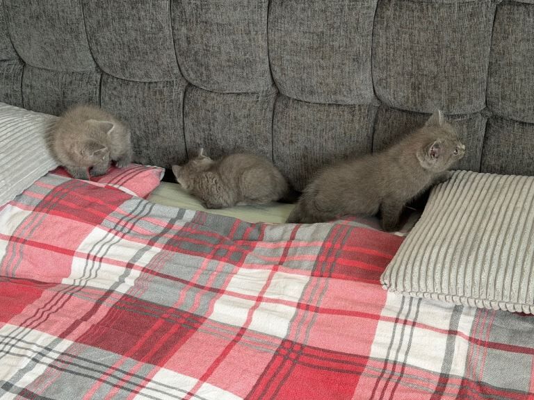 British shorthair - Image 3 of 5