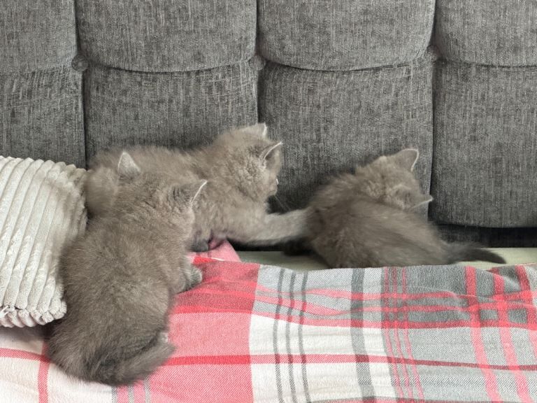 British shorthair - Image 4 of 5