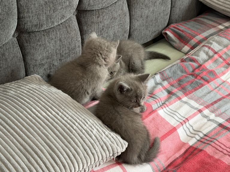 British shorthair - Image 5 of 5