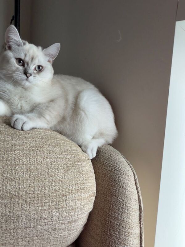 British shorthair