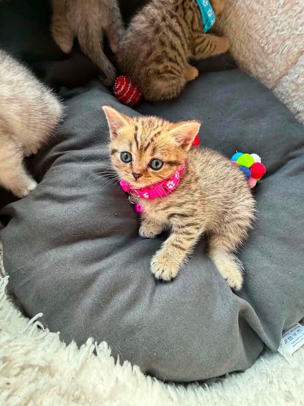 British shorthair
