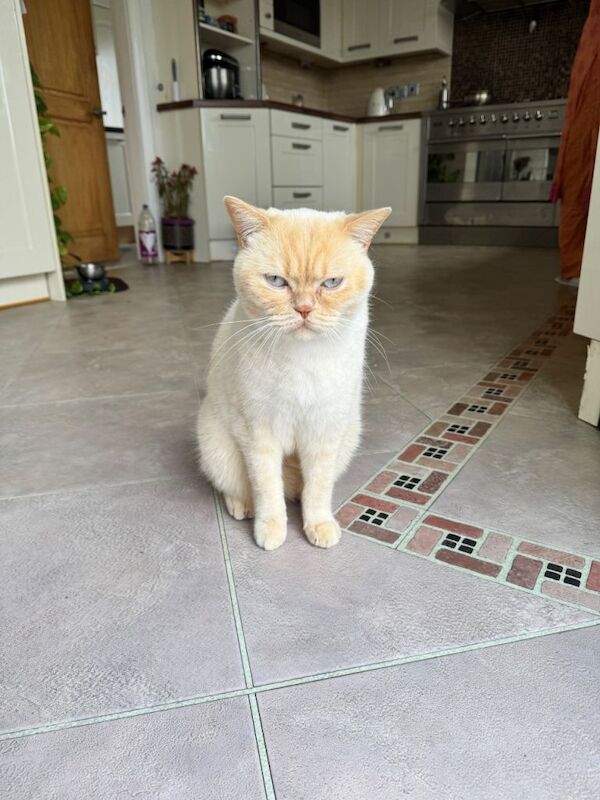 British shorthair