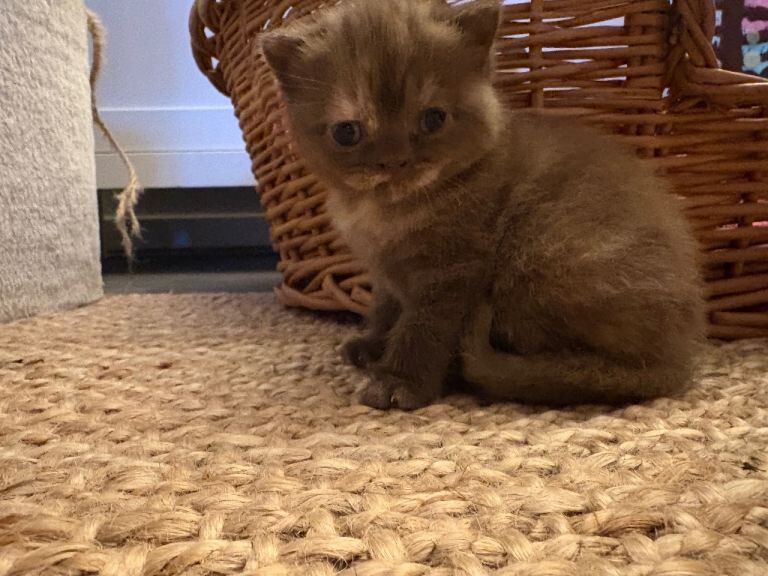 British shorthair