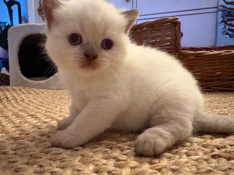 British shorthair - Image 2 of 3