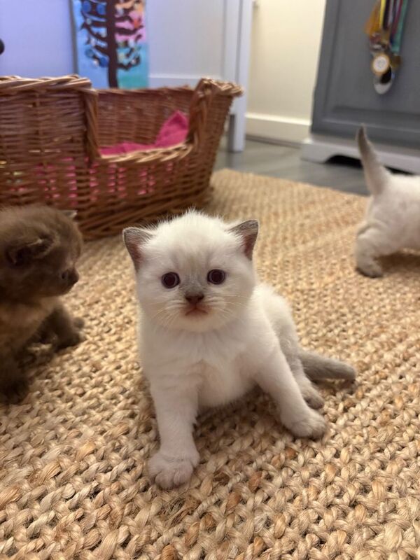 British shorthair - Image 3 of 3