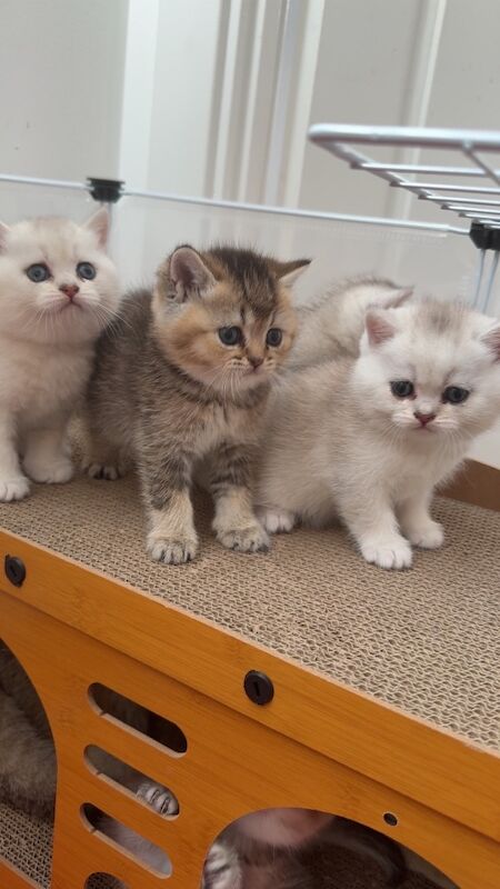 British shorthair 