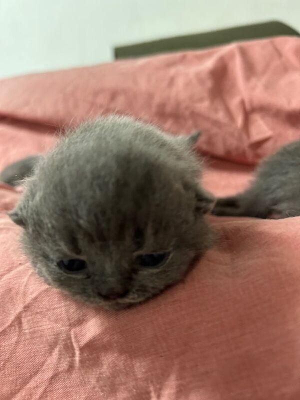 British shorthair 3 boys for sale in Sparkhill, West Midlands
