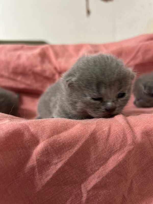 British shorthair 3 boys for sale in Sparkhill, West Midlands | Image 2