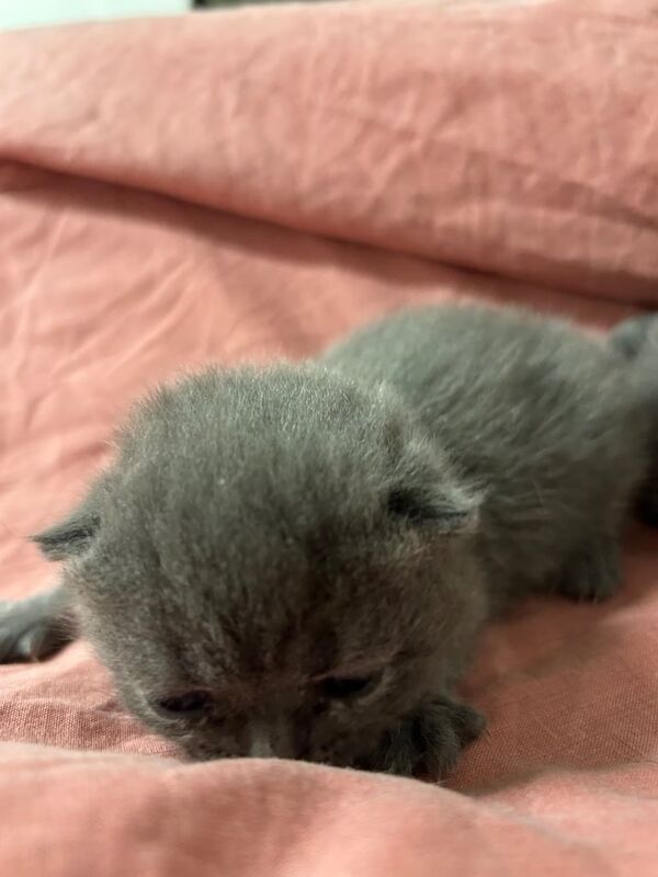 British shorthair 3 boys for sale in Sparkhill, West Midlands | Image 3