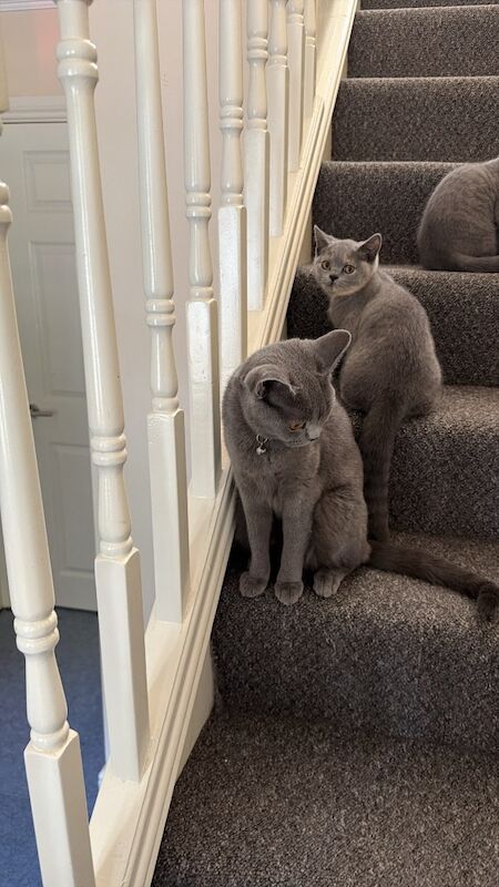 British shorthair