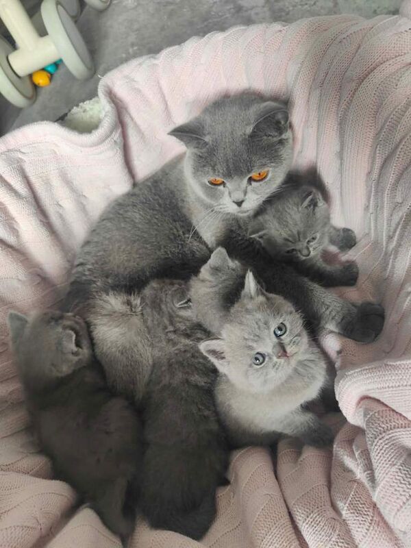 British shorthair