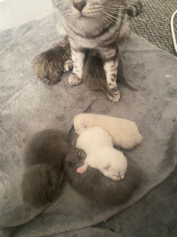 British shorthair