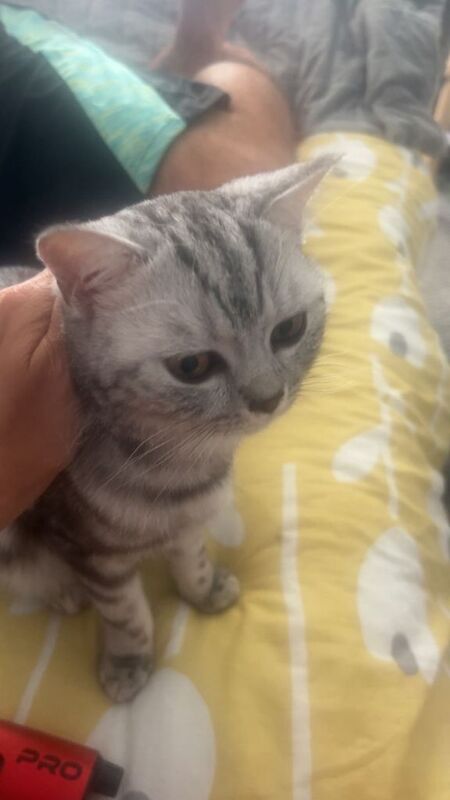 British shorthair - Image 3 of 3