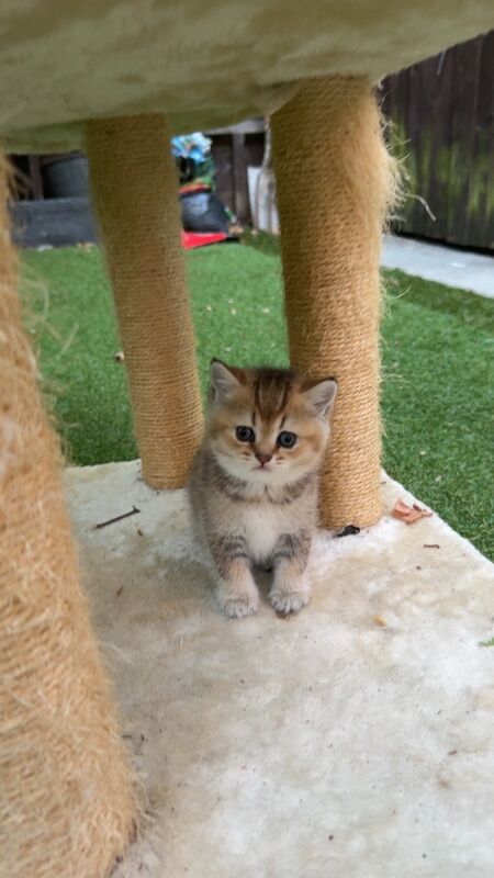 British shorthair