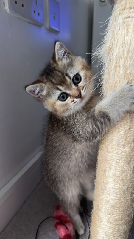 British shorthair