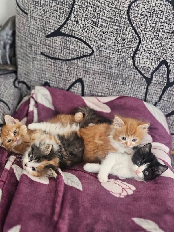 British Shorthair Kittens For Sale